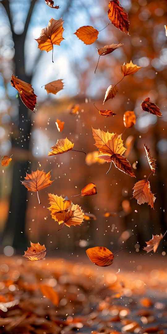 Collection Automne 🍂