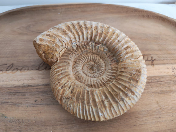 Ammonite fossile - vue de face sur plateau bois