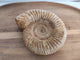 Ammonite fossile - vue de face sur plateau bois