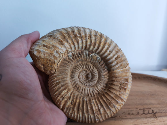 Ammonite fossile - tenue en main