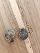 Pendentif ammonite fossile - deux variantes posées sur bois