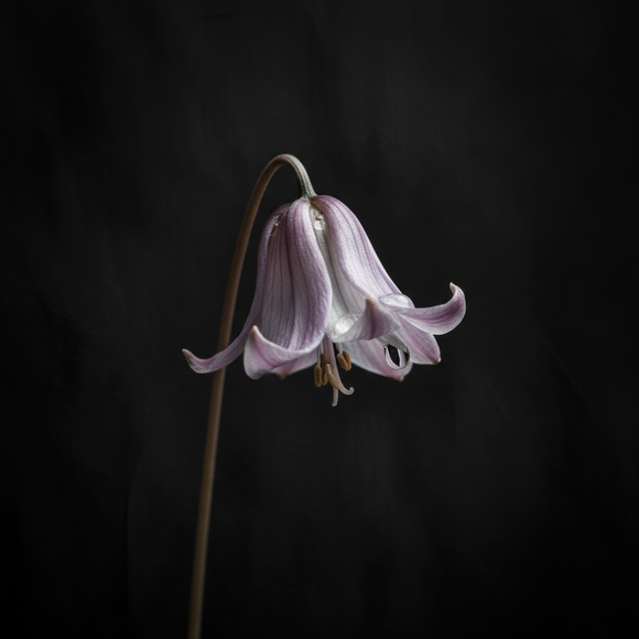Fleur — Sortir de l'emprise
