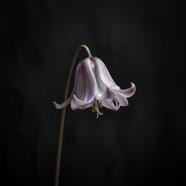 Fleur — Sortir de l'emprise